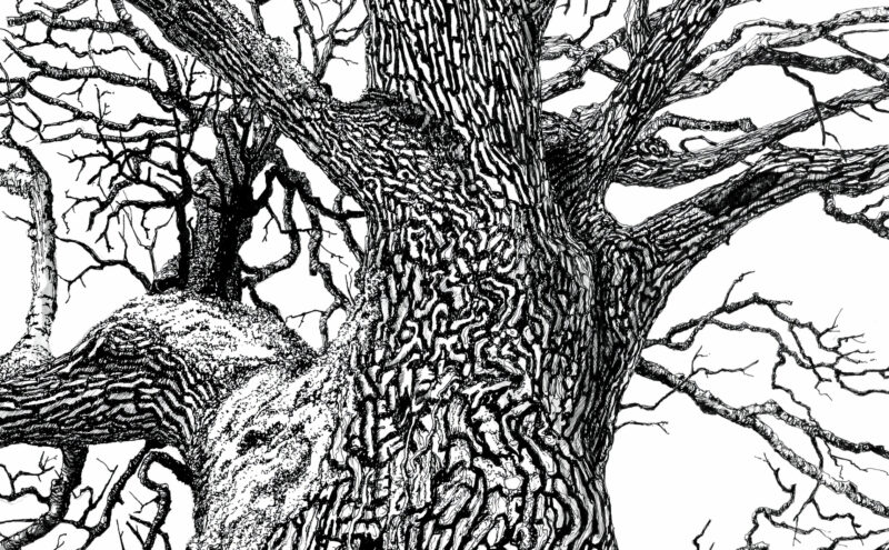 Soirée Arborescences 🌲 Les écritures du vivant